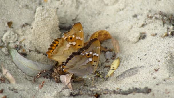 两只蝴蝶紧密地坐在沙滩上 栖息在沙滩上 用树干吸吮着地面底部的水分 然后突然飞走了 — 图库视频影像