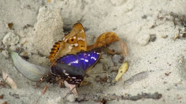 两只蝴蝶紧密地坐在沙滩上 栖息在沙滩上 用树干吸吮着地面底部的水分 然后突然飞走了 — 图库视频影像