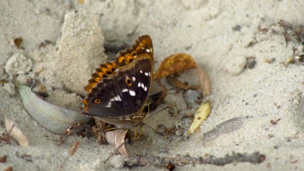 모래사장에 마리의 나비가 가까이 바닥에서 수분을 빨아먹고 갑자기 날아가기 — 비디오