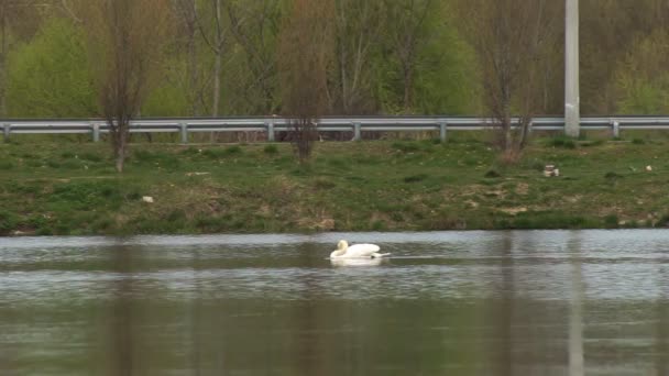 Городской Парк Белые Лебеди Плавают Пруду Лебеди Реке Влтаве Лебеди — стоковое видео