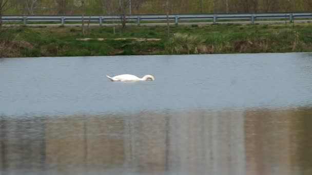 Лебедь на озере среди городского парка — стоковое видео