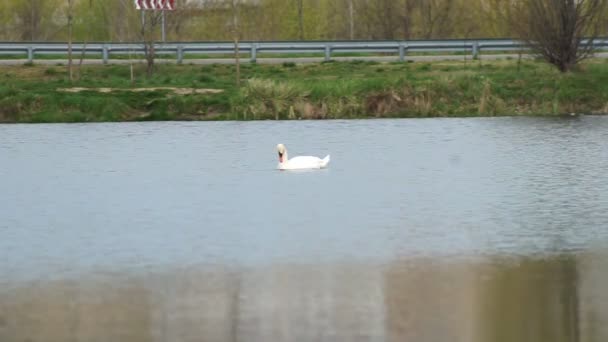 Cisne no lago entre o parque da cidade — Vídeo de Stock