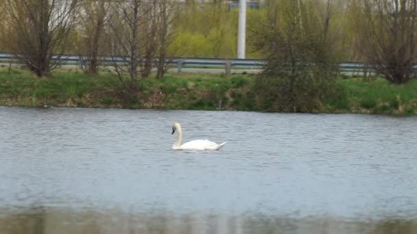 Swan on the lake among the city park — Αρχείο Βίντεο