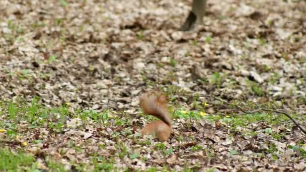O esquilo vermelho felizmente rói a noz — Vídeo de Stock