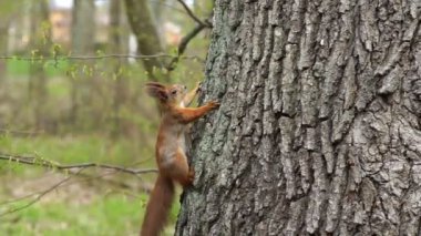 Kızıl sincap memnuniyetle fındığı kemirir.