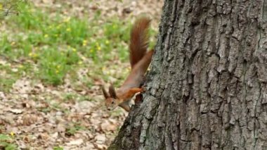 Kızıl sincap memnuniyetle fındığı kemirir.