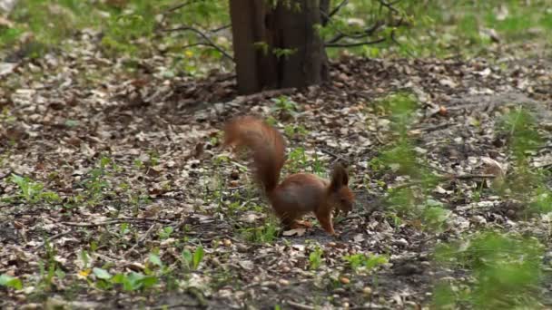 Das rote Eichhörnchen nagt freudig an der Nuss — Stockvideo