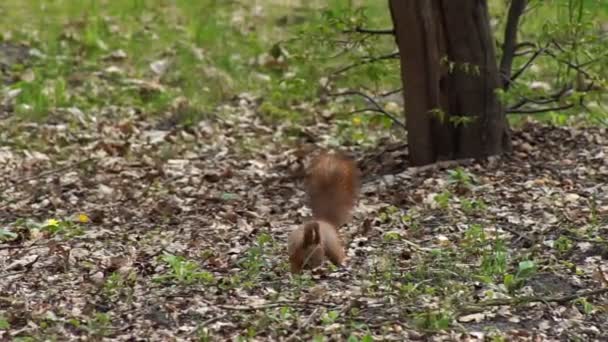 Das rote Eichhörnchen nagt freudig an der Nuss — Stockvideo