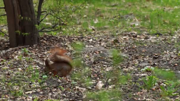 The red squirrel happily gnaws the nut — Stock Video