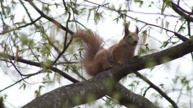 Kızıl sincap memnuniyetle fındığı kemirir.