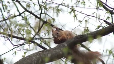 Kızıl sincap memnuniyetle fındığı kemirir.
