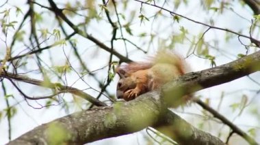Kızıl sincap memnuniyetle fındığı kemirir.