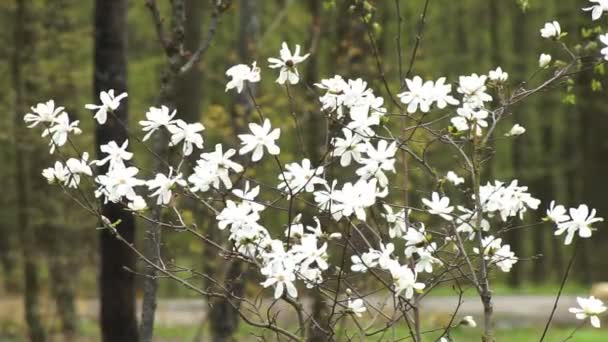 Shrub with large magnolia flowers — Αρχείο Βίντεο