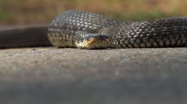 Yılan güneşin tadını çıkarır.
