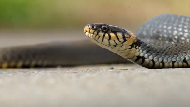 The snake basks in the sun — Stock Video