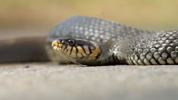 La serpiente se deleita en el sol — Vídeo de stock