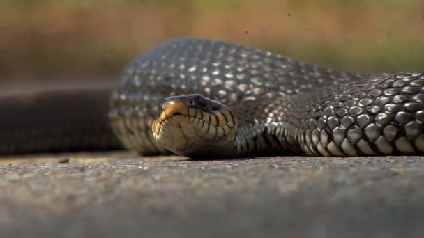 Змея греется на солнце — стоковое видео
