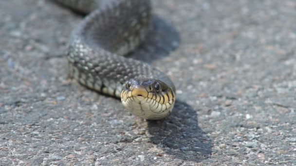 The snake basks in the sun — Stock Video