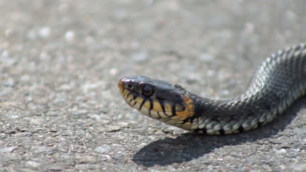 A cobra se aquece ao sol — Vídeo de Stock