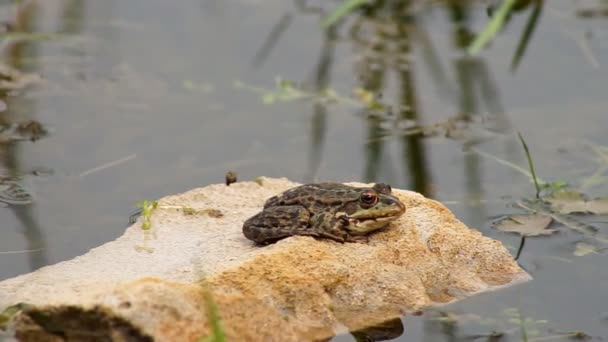 Frosch sitzt auf einem Flussstein — Stockvideo