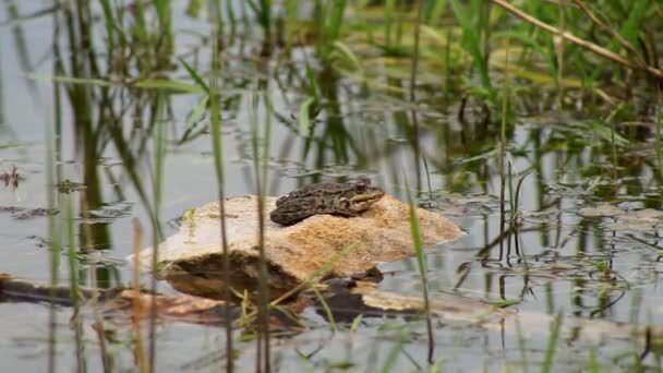 Kikker zittend op een rivier stenig — Stockvideo