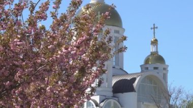 Baharda Sakura çiçekleri, yakınlaştırın. Bahçede pembe kiraz çiçeği. Dal üzerinde gül sakura çiçekleri, yakın çekim videosu