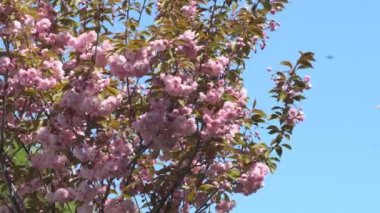 Baharda Sakura çiçekleri, yakınlaştırın. Bahçede pembe kiraz çiçeği. Dal üzerinde gül sakura çiçekleri, yakın çekim videosu