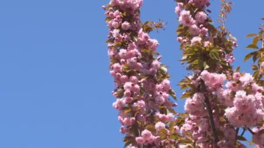Baharda Sakura çiçekleri, yakınlaştırın. Bahçede pembe kiraz çiçeği. Dal üzerinde gül sakura çiçekleri, yakın çekim videosu