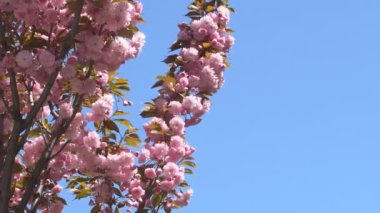 Baharda Sakura çiçekleri, yakınlaştırın. Bahçede pembe kiraz çiçeği. Dal üzerinde gül sakura çiçekleri, yakın çekim videosu
