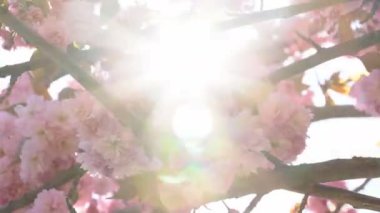 Baharda Sakura çiçekleri, yakınlaştırın. Bahçede pembe kiraz çiçeği. Dal üzerinde gül sakura çiçekleri, yakın çekim videosu
