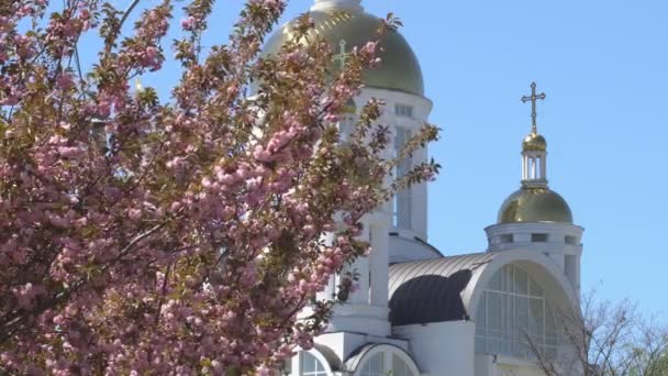 Sakura Florece Primavera Acércate Flor Cerezo Rosa Jardín Flores Rosadas — Vídeo de stock