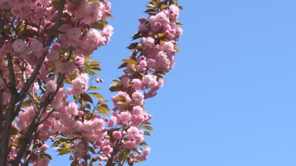Sakura Fleurit Printemps Zoome Fleur Cerisier Rose Dans Jardin Rosy — Video