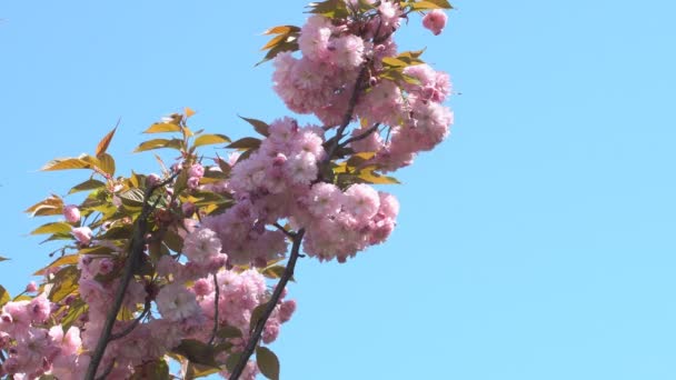 Sakura Bloeit Lente Zoom Roze Kersenbloesem Tuin Rosy Sakura Bloemen — Stockvideo