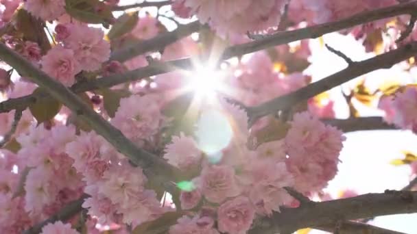 Sakura Florece Primavera Acércate Flor Cerezo Rosa Jardín Flores Rosadas — Vídeo de stock