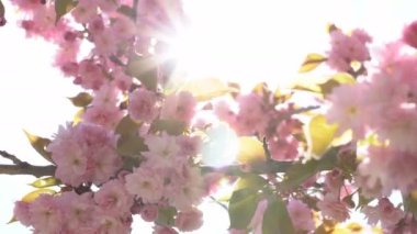 Baharda Sakura çiçekleri, yakınlaştırın. Bahçede pembe kiraz çiçeği. Dal üzerinde gül sakura çiçekleri, yakın çekim videosu