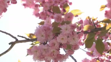 Baharda Sakura çiçekleri, yakınlaştırın. Bahçede pembe kiraz çiçeği. Dal üzerinde gül sakura çiçekleri, yakın çekim videosu