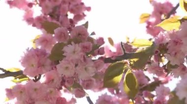 Baharda Sakura çiçekleri, yakınlaştırın. Bahçede pembe kiraz çiçeği. Dal üzerinde gül sakura çiçekleri, yakın çekim videosu