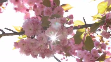 Baharda Sakura çiçekleri, yakınlaştırın. Bahçede pembe kiraz çiçeği. Dal üzerinde gül sakura çiçekleri, yakın çekim videosu