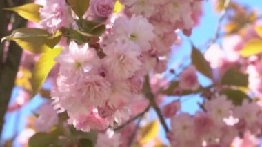 Baharda Sakura çiçekleri, yakınlaştırın. Bahçede pembe kiraz çiçeği. Dal üzerinde gül sakura çiçekleri, yakın çekim videosu