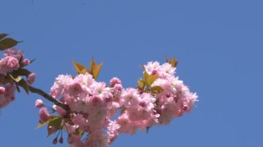 Baharda Sakura çiçekleri, yakınlaştırın. Bahçede pembe kiraz çiçeği. Dal üzerinde gül sakura çiçekleri, yakın çekim videosu