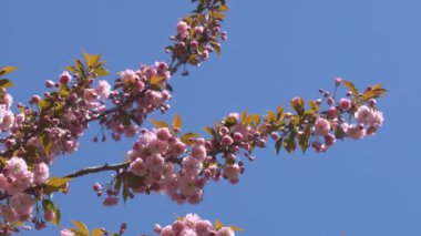 Baharda Sakura çiçekleri, yakınlaştırın. Bahçede pembe kiraz çiçeği. Dal üzerinde gül sakura çiçekleri, yakın çekim videosu