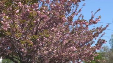 Baharda Sakura çiçekleri, yakınlaştırın. Bahçede pembe kiraz çiçeği. Dal üzerinde gül sakura çiçekleri, yakın çekim videosu