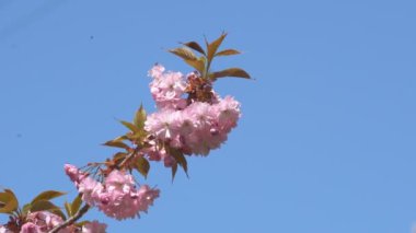 Baharda Sakura çiçekleri, yakınlaştırın. Bahçede pembe kiraz çiçeği. Dal üzerinde gül sakura çiçekleri, yakın çekim videosu
