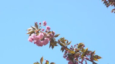 Baharda Sakura çiçekleri, yakınlaştırın. Bahçede pembe kiraz çiçeği. Dal üzerinde gül sakura çiçekleri, yakın çekim videosu