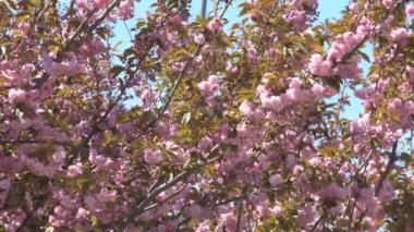 Baharda Sakura çiçekleri, yakınlaştırın. Bahçede pembe kiraz çiçeği. Dal üzerinde gül sakura çiçekleri, yakın çekim videosu