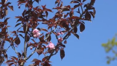 Baharda Sakura çiçekleri, yakınlaştırın. Bahçede pembe kiraz çiçeği. Dal üzerinde gül sakura çiçekleri, yakın çekim videosu