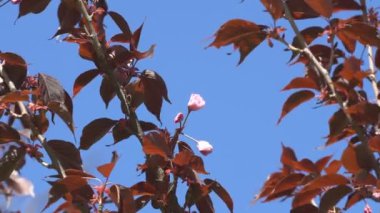 Baharda Sakura çiçekleri, yakınlaştırın. Bahçede pembe kiraz çiçeği. Dal üzerinde gül sakura çiçekleri, yakın çekim videosu