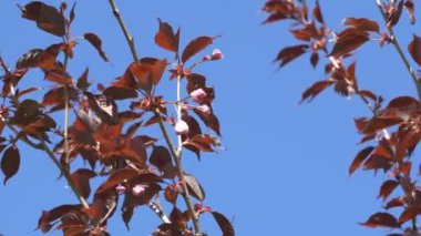 Baharda Sakura çiçekleri, yakınlaştırın. Bahçede pembe kiraz çiçeği. Dal üzerinde gül sakura çiçekleri, yakın çekim videosu