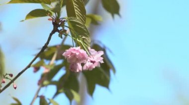 Baharda Sakura çiçekleri, yakınlaştırın. Bahçede pembe kiraz çiçeği. Dal üzerinde gül sakura çiçekleri, yakın çekim videosu