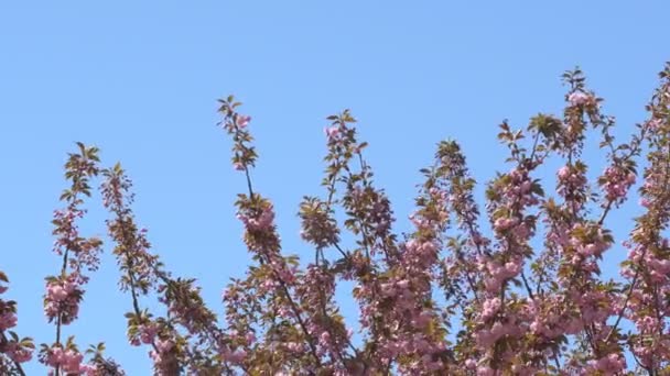 Baharda Sakura Çiçekleri Yakınlaştırın Bahçede Pembe Kiraz Çiçeği Dal Üzerinde — Stok video